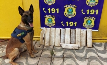 Cães aposentados da PRF podem ser adotados