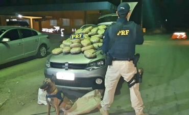 PRF apreende 30,7 kg de maconha com ajuda de cão farejador na BR-232, em Serra Talhada