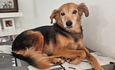 Você lembra do Inspetor?